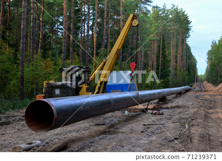 Pipelaying crane lowers a section of pipe into a trench.  71239371