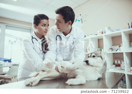 Veterinarians put a bandage on a sore dog paw.  71239922