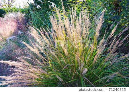 Karamagrostis brachitrica 71240835