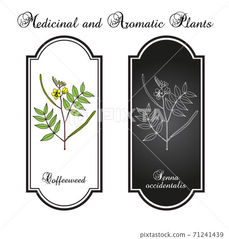 Coffeeweed, or coffee-senna, Senna occidentalis , medicinal plant Coffeeweed, or coffee-senna, Senna occidentalis , medicinal plant 71241439