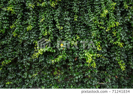 Leaf, Forest, Plant, Rainforest, Green Color Leaf, Forest, Plant, Rainforest, Green Color 71241834