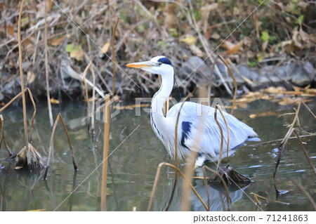 Aosagi在哈斯池塘尋找食物 71241863