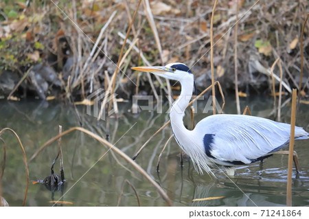 Aosagi在哈斯池塘尋找食物 71241864