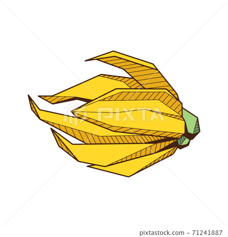 Colored hand drawind geometrical flower bud, Ylang-Ilang bud line art Colored hand drawind geometrical flower bud, Ylang-Ilang bud line art 71241887