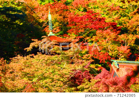 奈良縣櫻井市，奈良縣秋天的丹山神社的秋天景色[11月] 71242005