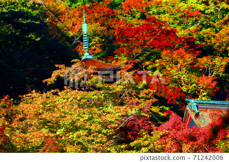 奈良縣櫻井市，奈良縣秋天的丹山神社的秋天景色[11月] 71242006
