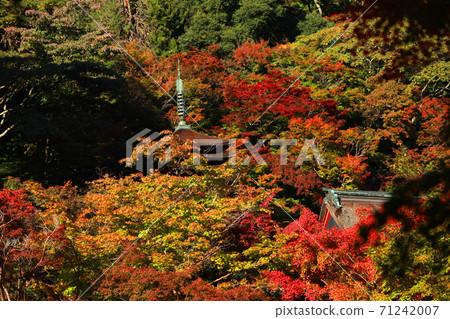 奈良縣櫻井市，奈良縣秋天的丹山神社的秋天景色[11月] 71242007