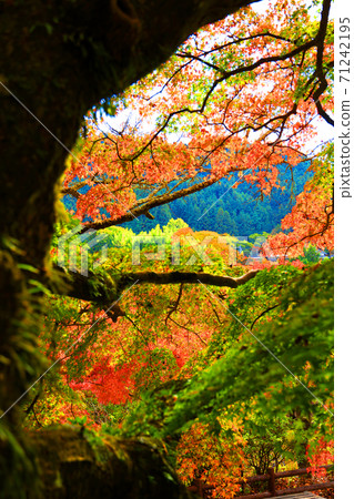 Autumn scenery of Tanzan Shrine in Sakurai City, Nara Prefecture, Shrine, Autumn, Nara Prefecture [November] 71242195