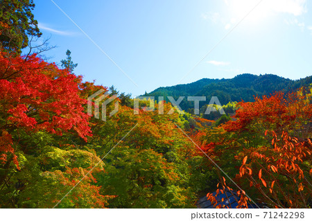 Autumn scenery of Tanzan Shrine in Sakurai City, Nara Prefecture, Shrine, Autumn, Nara Prefecture [November] 71242298
