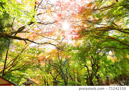 Autumn scenery of Tanzan Shrine in Sakurai City, Nara Prefecture, Shrine, Autumn, Nara Prefecture [November] 71242330