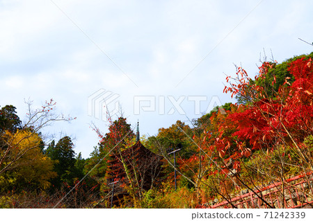 Autumn scenery of Tanzan Shrine in Sakurai City, Nara Prefecture, Shrine, Autumn, Nara Prefecture [November] 71242339