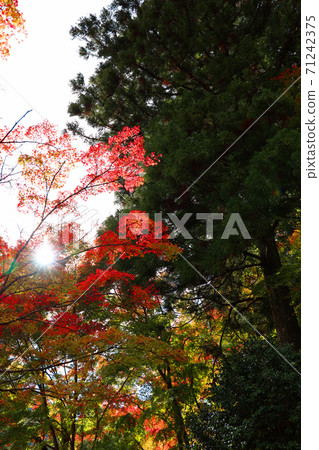 Autumn scenery of Tanzan Shrine in Sakurai City, Nara Prefecture, Shrine, Autumn, Nara Prefecture [November] 71242375