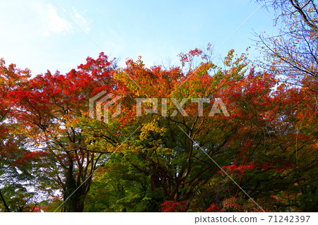 Autumn scenery of Tanzan Shrine in Sakurai City, Nara Prefecture, Shrine, Autumn, Nara Prefecture [November] 71242397