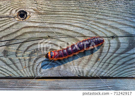 Caterpillar on a wooden surface. 71242917