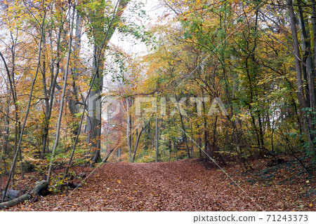 View of beautiful trees in the autumnal forest 71243373