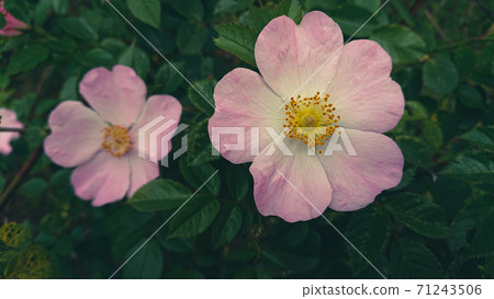 Flowering bush of Hibiscus mutabilis, also known as the Confederate rose, Dixie rosemallow, cotton rose or cotton rosemallow. Flowering bush of Hibiscus mutabilis, also known as the Confederate rose, Dixie rosemallow, cotton rose or cotton rosemallow. 71243506