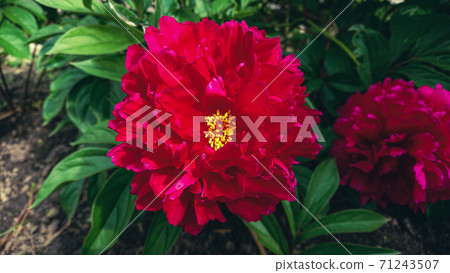 Lush bush of red peony flowers on a flowerbed in the garden Lush bush of red peony flowers on a flowerbed in the garden 71243507