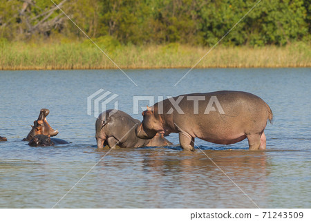 HIPPOPOTAMUS AMPHIBIUS, South Africa 71243509