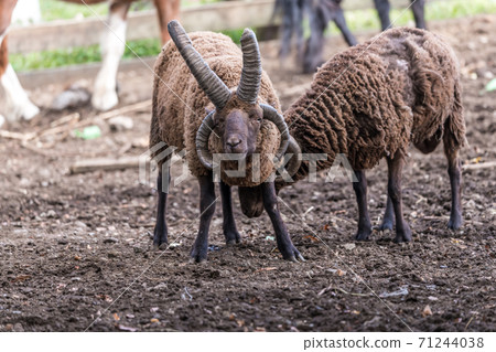 [Multiple grazing sheep] 71244038