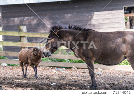 [Small grazing horses and sheep] 71244041