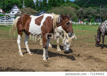 [Three grazing horses] 71244042