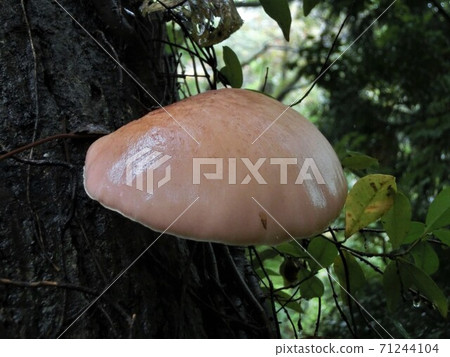 Omphalotus japonicus poisonous mushrooms in the rain 71244104