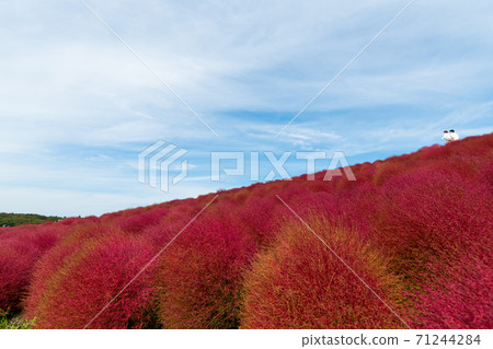 [俯瞰三原輕岡的科基亞] 71244284