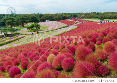 [俯瞰Miharashinooka的Kokia和Cosmos] 71244285
