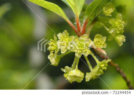 Kuromoji flower Kuromoji flower 71244454