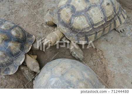 Giant turtles in a large enclosure. Released free as a pet. Giant turtles in a large enclosure. Released free as a pet. 71244480