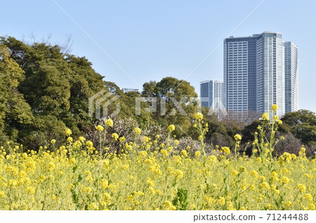 Rape blossoms blooming in Hamarikyu Rape blossoms blooming in Hamarikyu 71244488