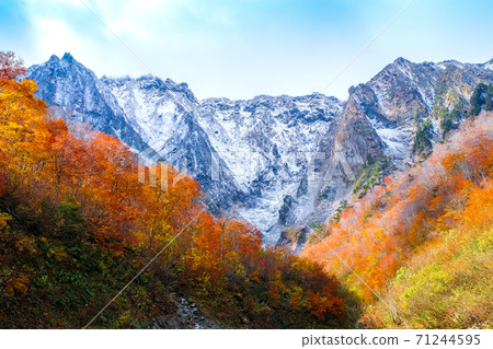 Autumn foliage forest and snow rock wall 71244595