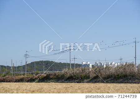 pigeon pigeon 71244739