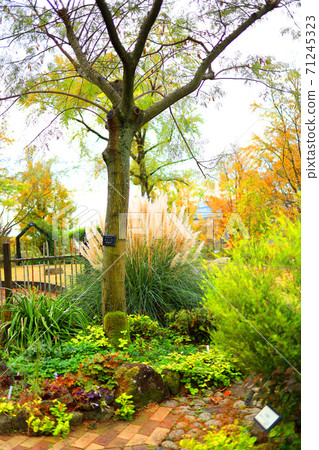 Scenery, flowers, plants, epiphytes of Mizunomori Park in Kusatsu City, Shiga Prefecture [November] 71245323