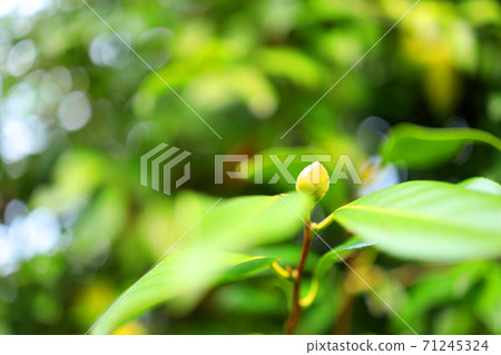 滋賀縣草津市水森公園的風景，花卉，植物和有生命的植物[11月] 71245324