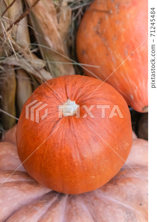 pumpkin orange round small closeup fresh autumn harvest halloween symbol pumpkin orange round small closeup fresh autumn harvest halloween symbol 71245484