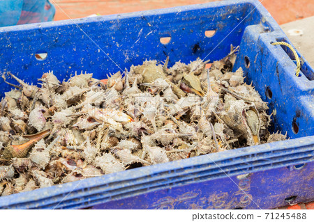 sea catch, plastic container full of long shells with spikes sea catch, plastic container full of long shells with spikes 71245488