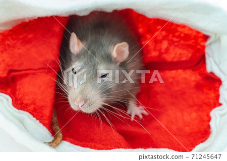 gray domestic rat sits on a red background close-up gray domestic rat sits on a red background close-up 71245647
