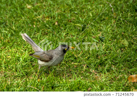 Noisy miner at the Royal Botanic Gardens in Sydney 71245670