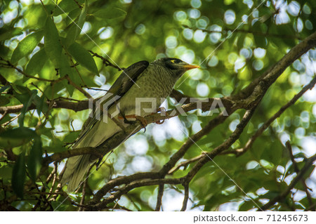 Noisy miner at the Royal Botanic Gardens in Sydney 71245673