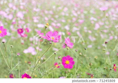  Cosmos field 71245809