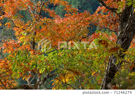 Autumn leaves of Quercus serrata, Tadami Town, Fukushima Prefecture Autumn leaves of Quercus serrata, Tadami Town, Fukushima Prefecture 71246274