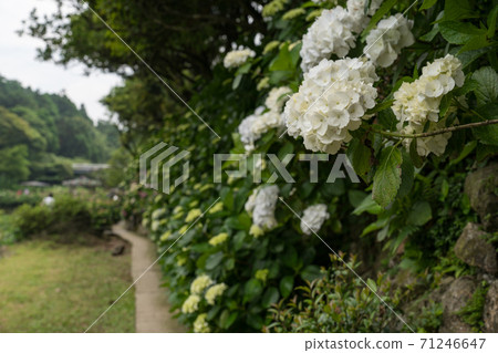 Colorful hydrangea flowers in Taiwan, Asia. 71246647