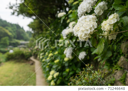 Colorful hydrangea flowers in Taiwan, Asia. 71246648