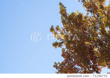 Siheung Tidal-Ecological Park, Siheung City, Gyeonggi-do 71246733