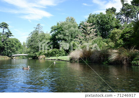 基督教堂在雅芳河上優雅地踢水 基督教堂在雅芳河上優雅地踢水 71246917