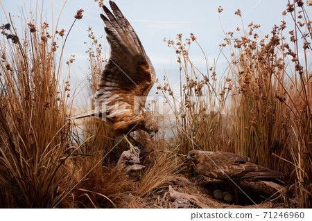 Canterbury Museum, one of the largest museums on the South Island of New Zealand Canterbury Museum, one of the largest museums on the South Island of New Zealand 71246960