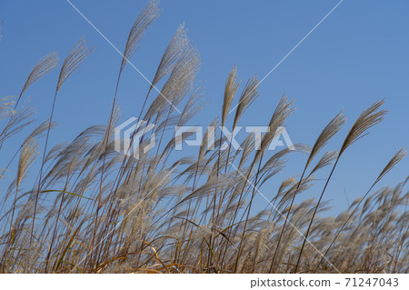 Siheung Tidal-Ecological Park, Siheung City, Gyeonggi-do 71247043