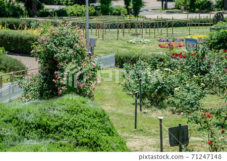 大阪服部綠色空間和玫瑰園的圓形花壇風光 71247148