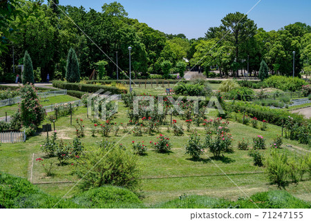 Scenery of a circular flower bed with a rose garden in Hattori Ryokuchi, Osaka 71247155